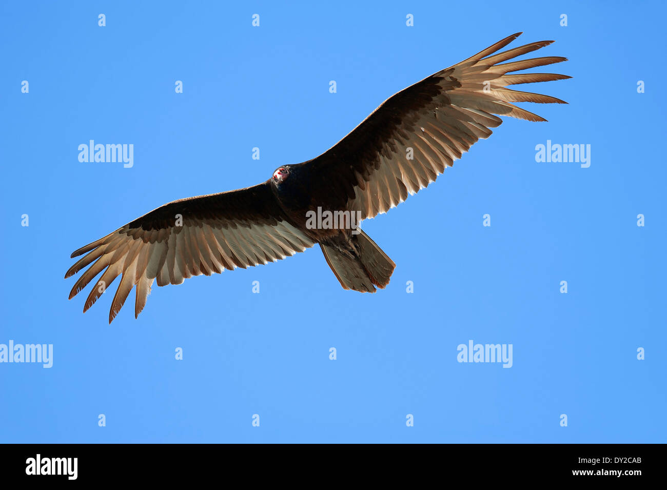 Turkey buzzard hires stock photography and images Alamy