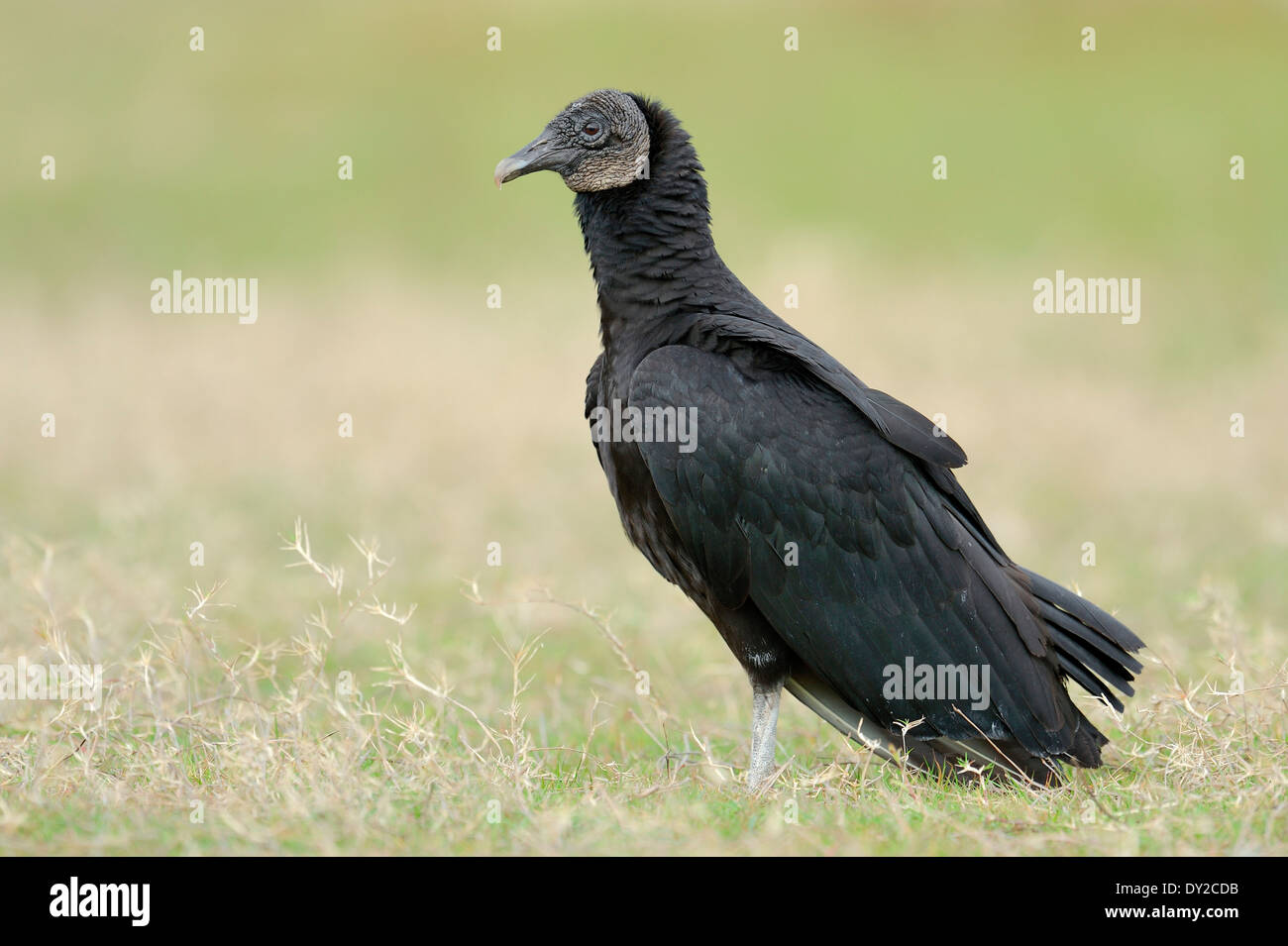 Black Vulture or  American Black Vulture (Coragyps atratus), Florida, USA Stock Photo