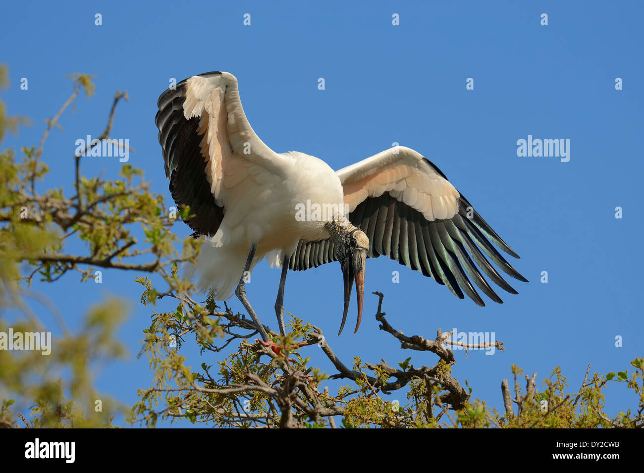 Wood Stork (Mycteria americana), Florida, USA Stock Photo