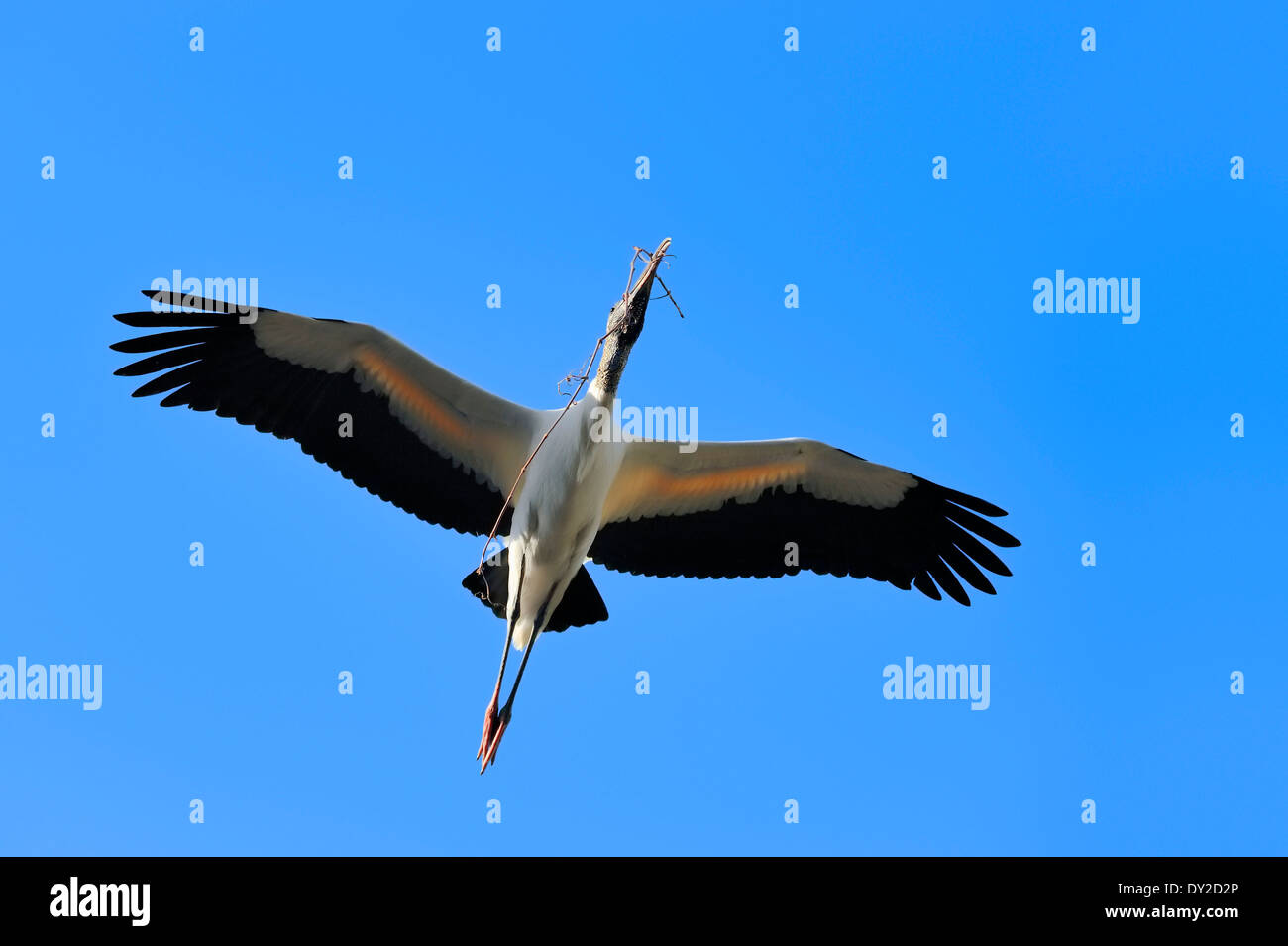 Wood Stork (Mycteria americana) with nesting material, Florida, USA Stock Photo