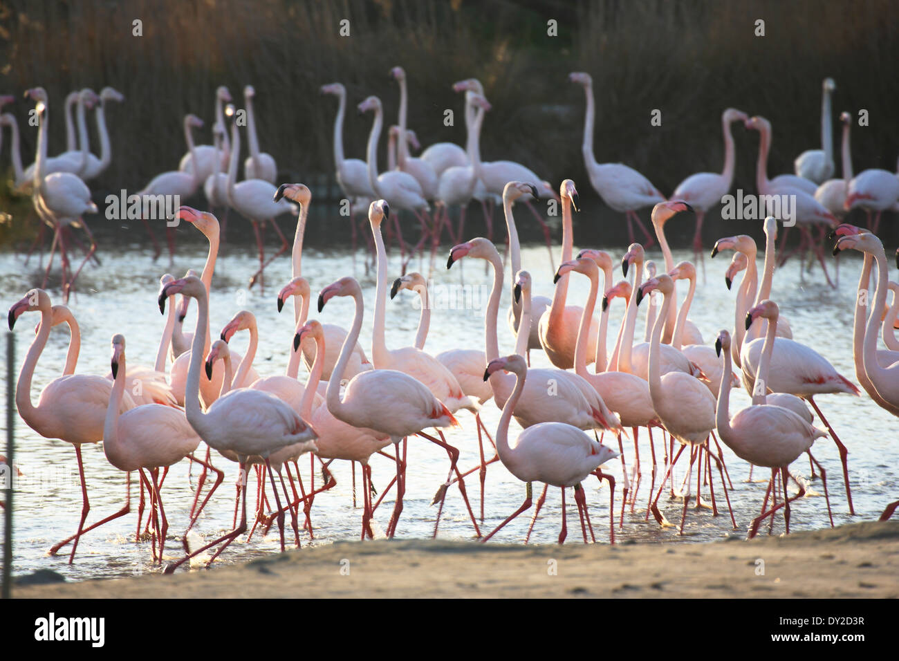 Flamingos, Parc Ornithologique du Pont de Gau, Camargue, France Stock Photo Alamy