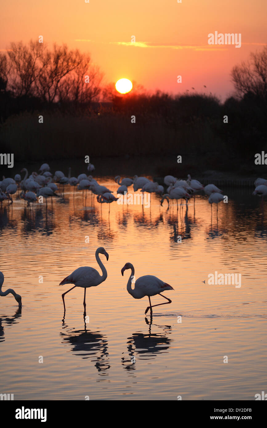 Sunset With Flamingos Parc Ornithologique Du Pont De Gau