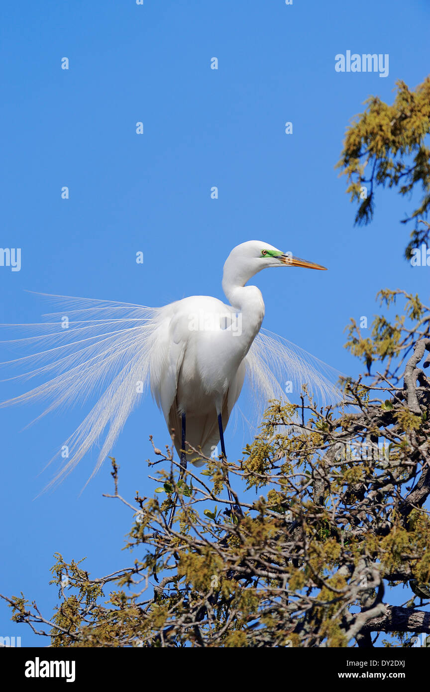 Great Egret, Common Egret, Large Egret or Great White Egret (Ardea alba, Casmerodius albus), Florida, USA Stock Photo
