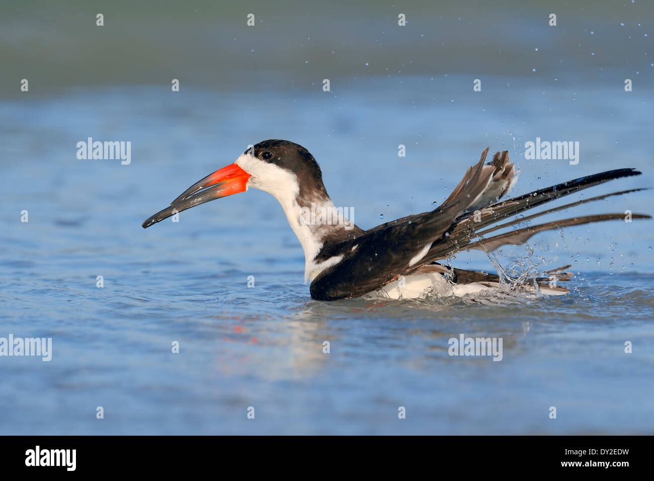 Black Skimmer (Rynchops niger), Florida, USA Stock Photo