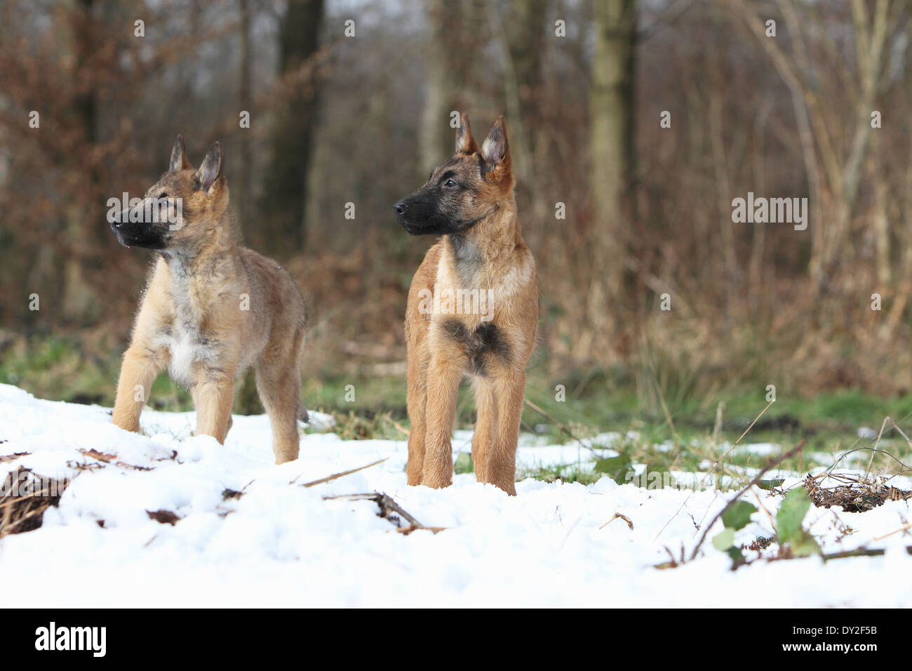 Dog Belgian shepherd Laekenois two deux 2 puppy puppies standing Stock Photo