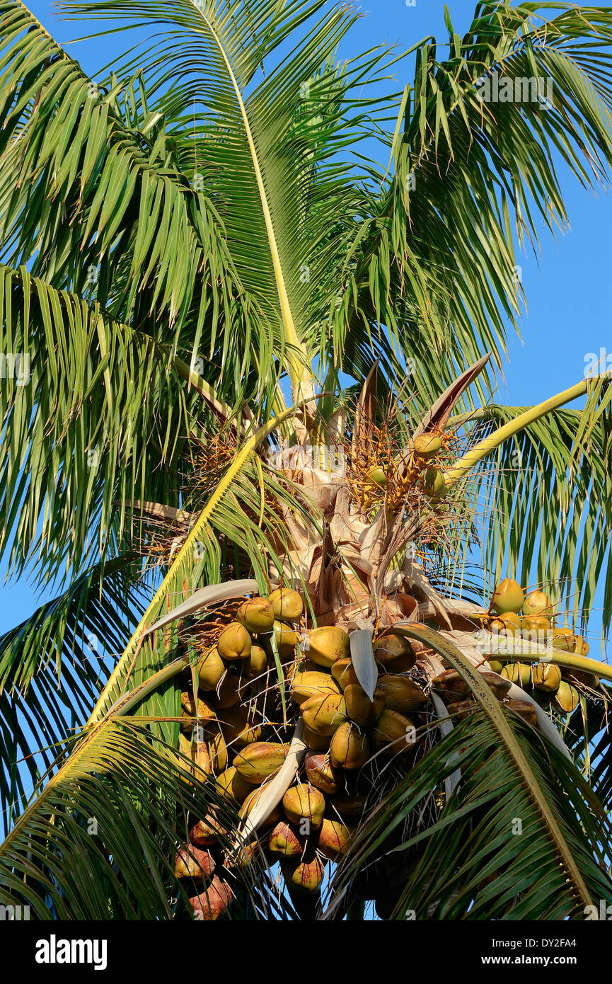 Coconut Palm (Cocos nucifera), Coconuts, Everglades national park, Florida, USA Stock Photo