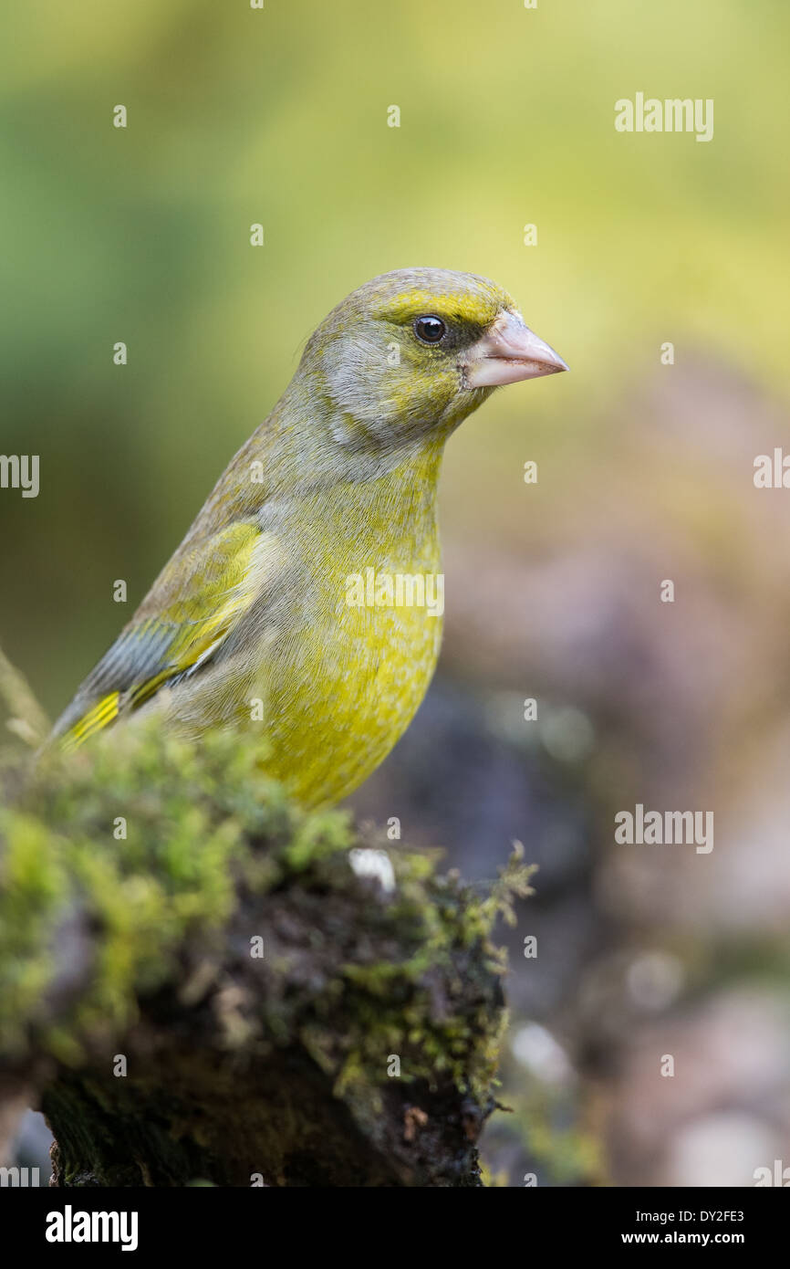 Adult male European Greenfinch (Chloris chloris) perched on a branch Stock Photo
