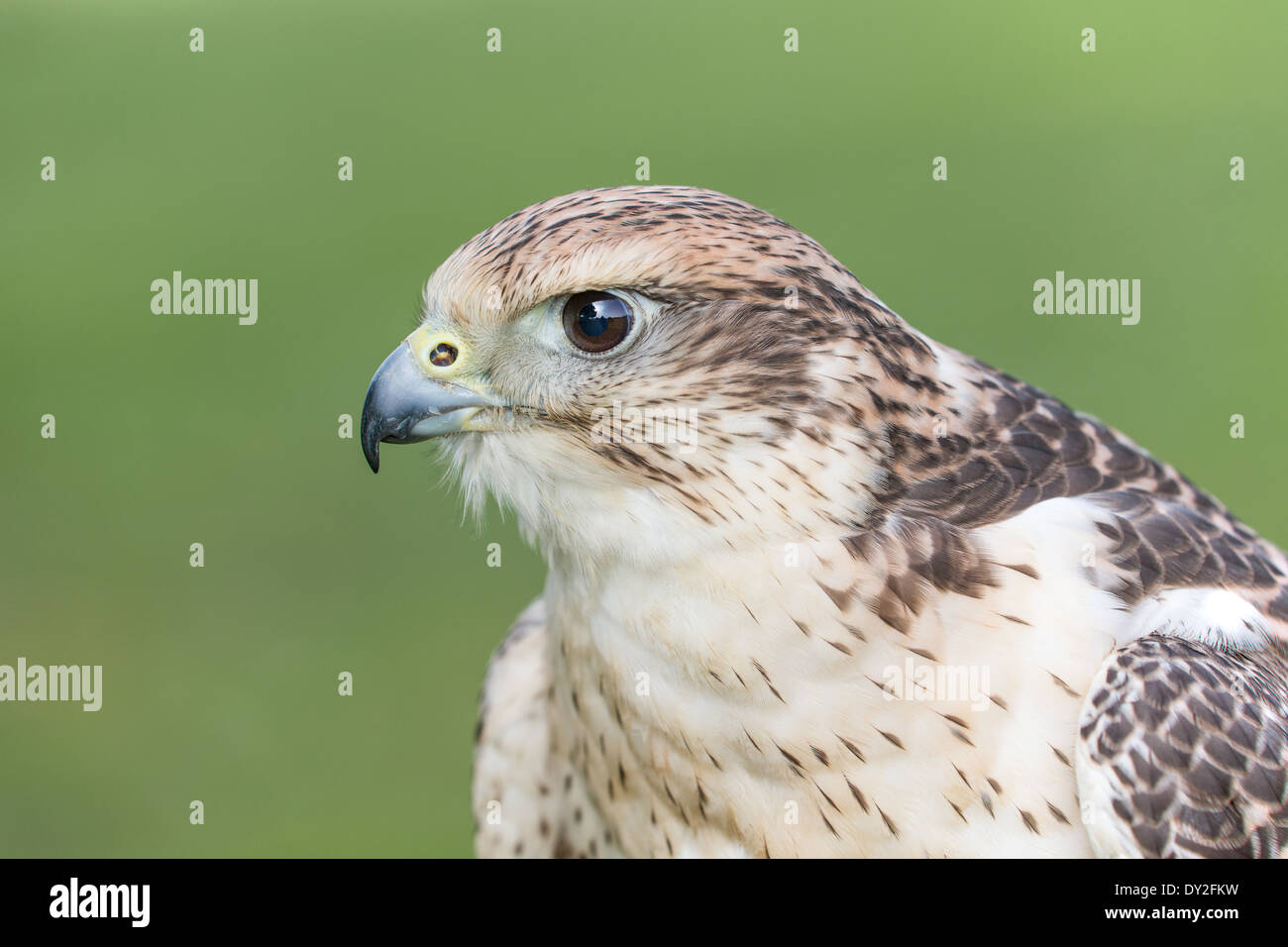 Portrait of a Red-tailed Hawk (Buteo jamaicensis) Stock Photo