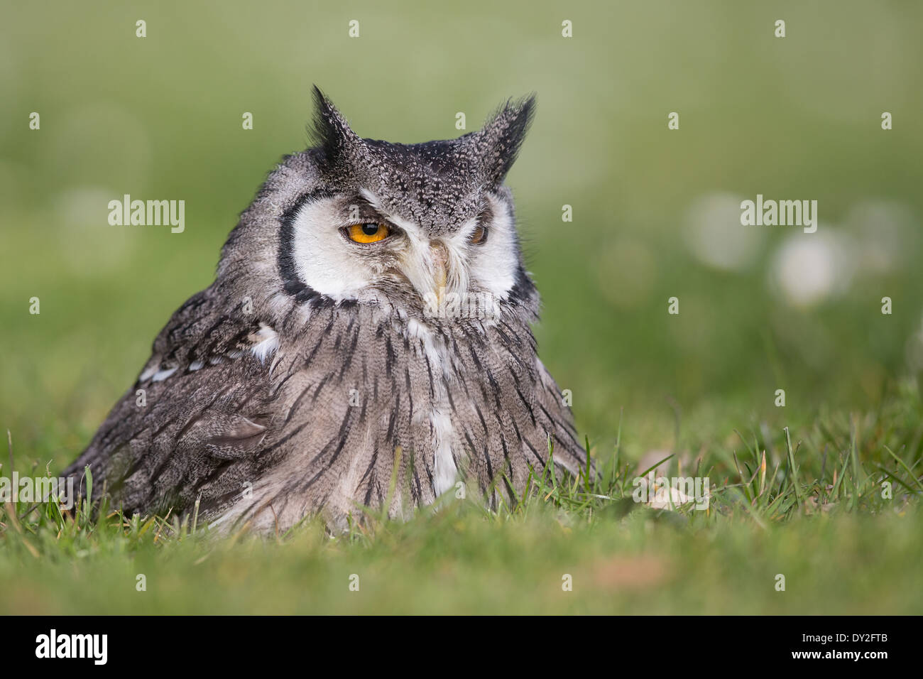 Southern White-faced Scops Owl (Ptilopsis grant) sitting in short grass Stock Photo