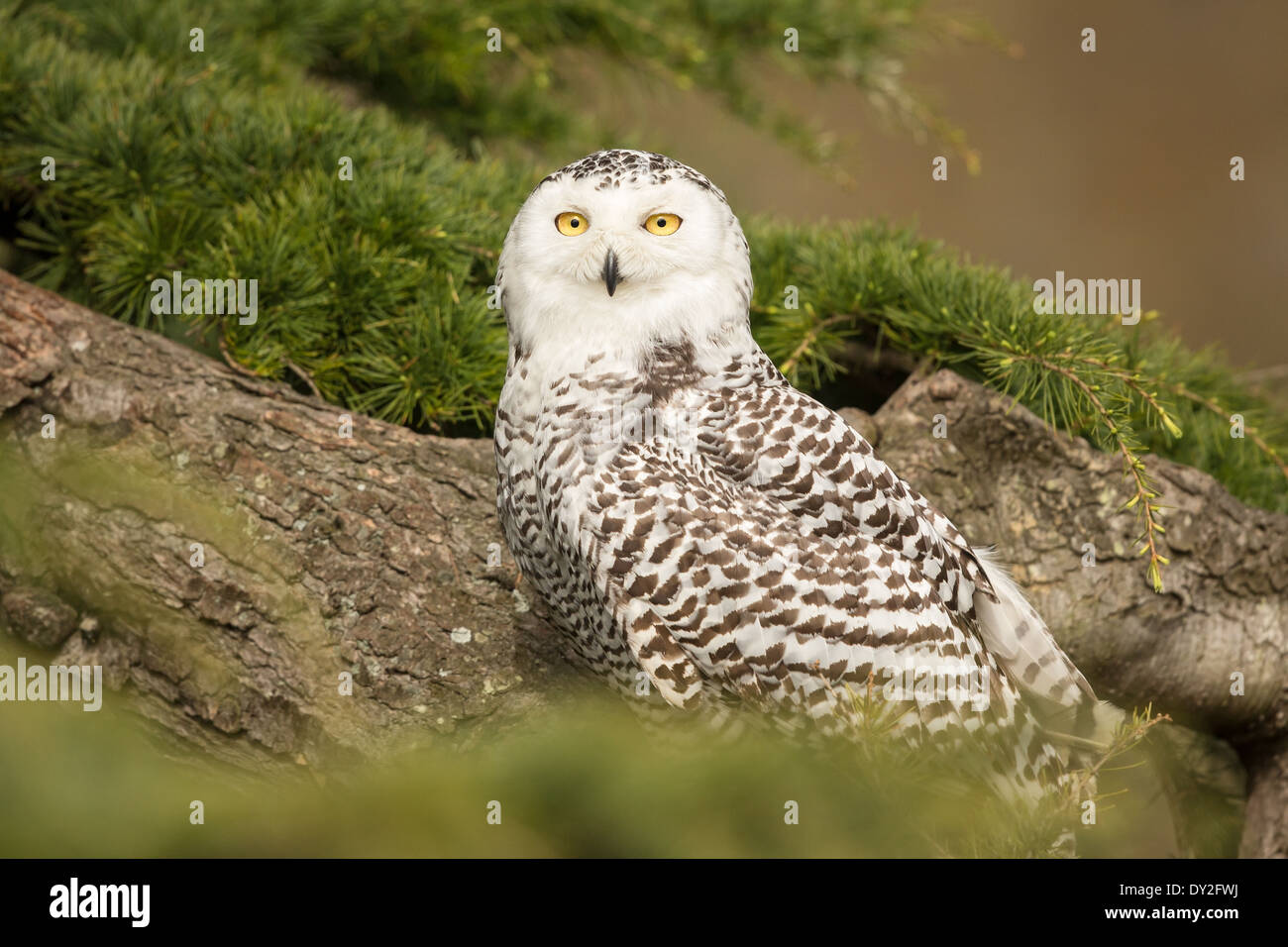 Adult Snowy Owl (Bubo scandiacus) in a fir tree (Abies) Stock Photo