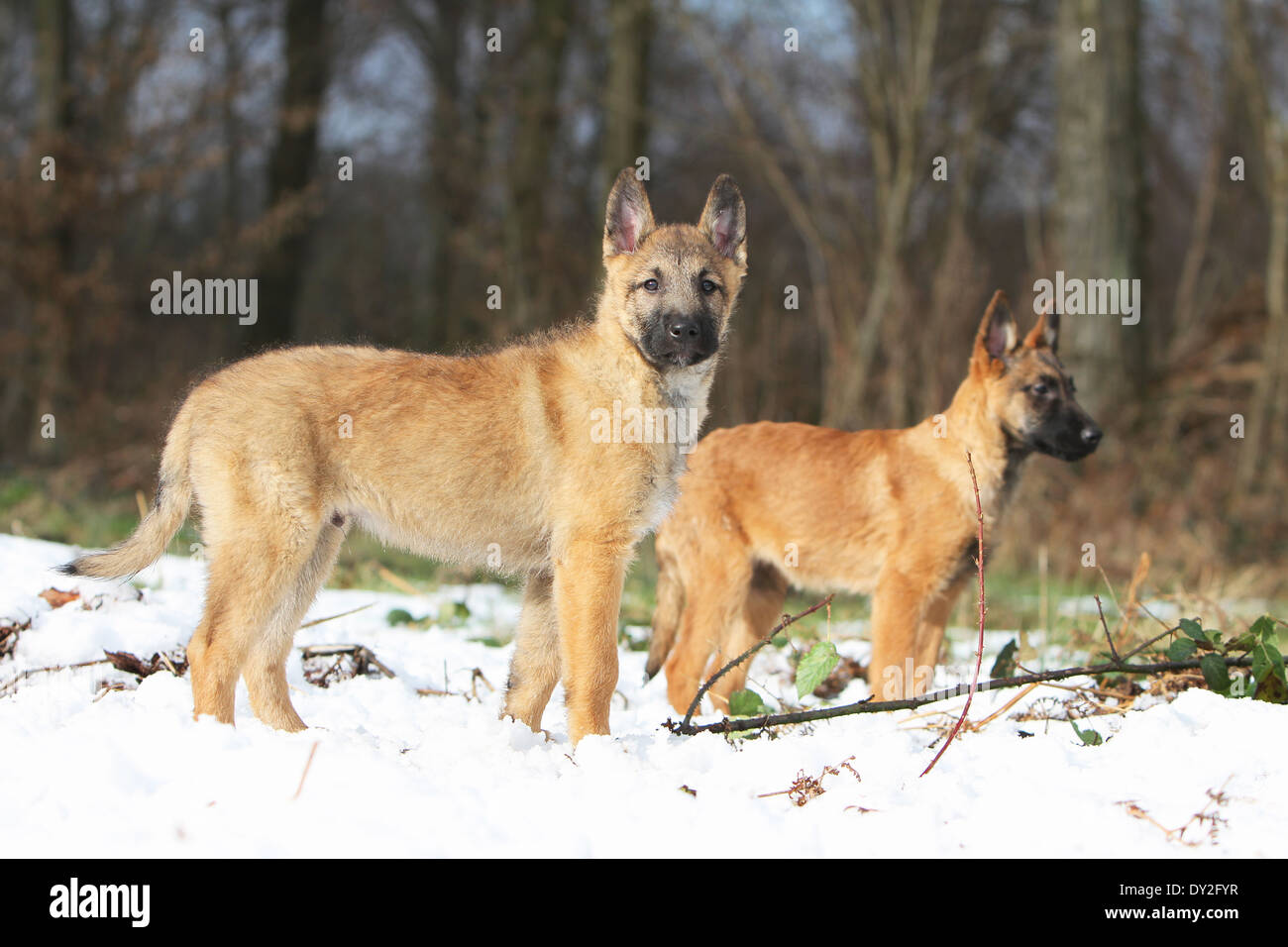 Dog Belgian shepherd Laekenois two deux 2 puppy puppies standing Stock Photo