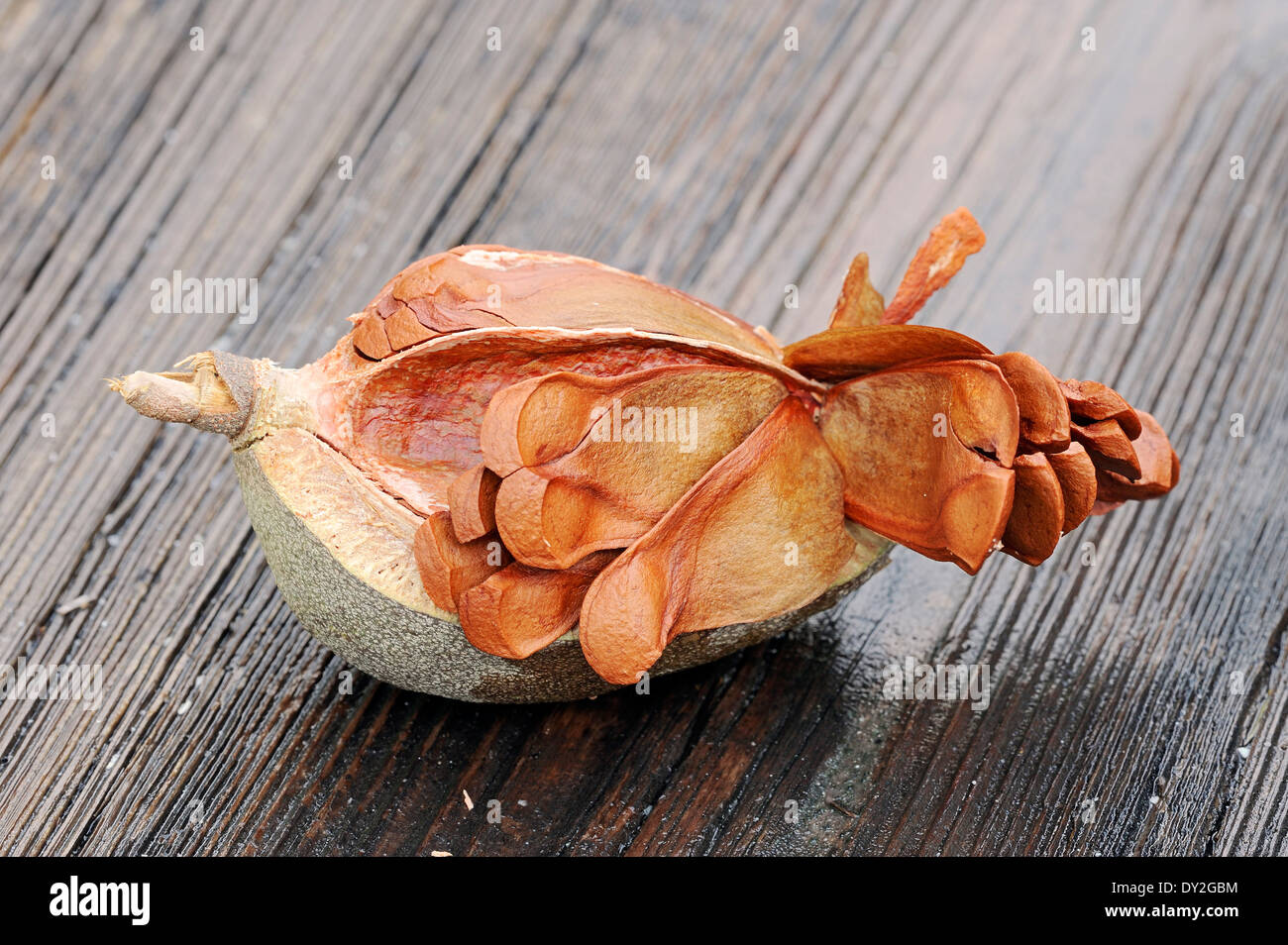 West Indian Mahogany, Spanish Mahogany or Caribbean Mahogany (Swietenia mahogani, Cedrela mahagoni, Cedrus mahogani), fruit Stock Photo