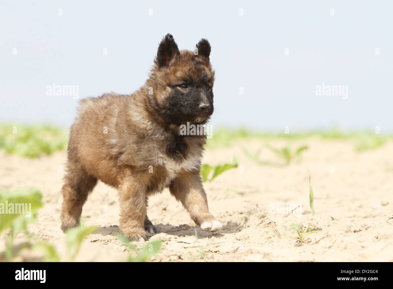 Belgian laekenois puppies 2025