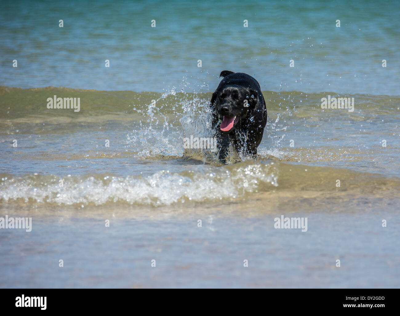 Black Labrador having fun in the sea Stock Photo