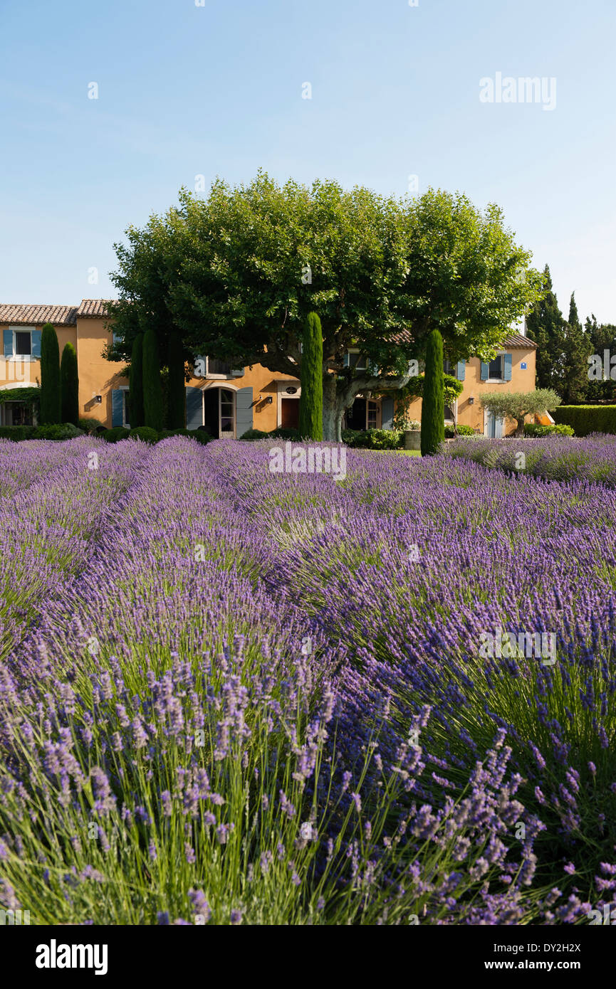 Abundant field of lavender with a provencal farmhouse in the background Stock Photo
