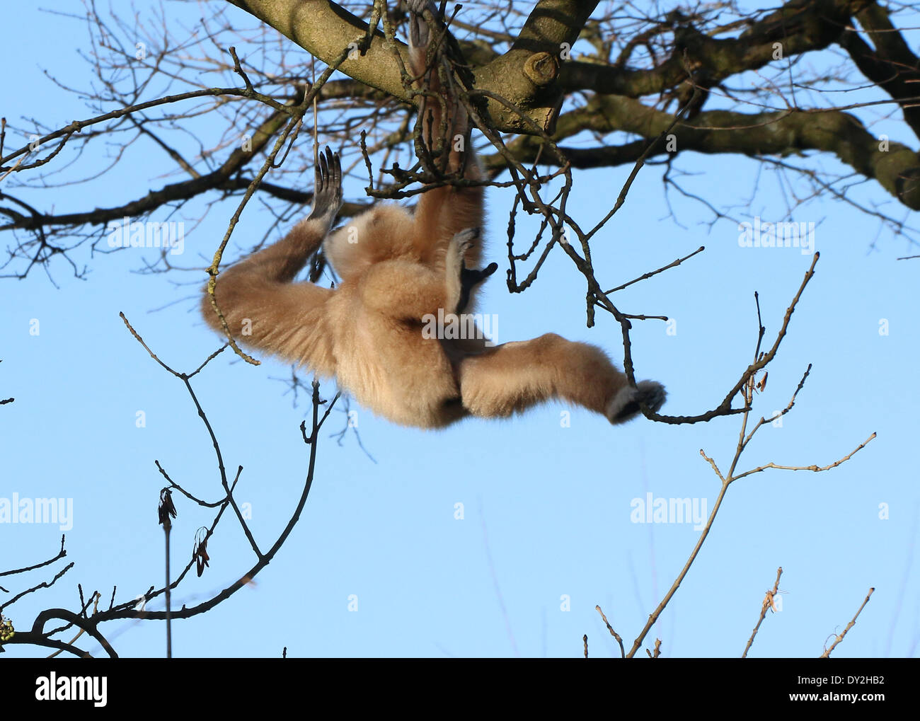 Lar Gibbon or  White-Handed gibbon (Hylobates lar) hanging from a branch Stock Photo