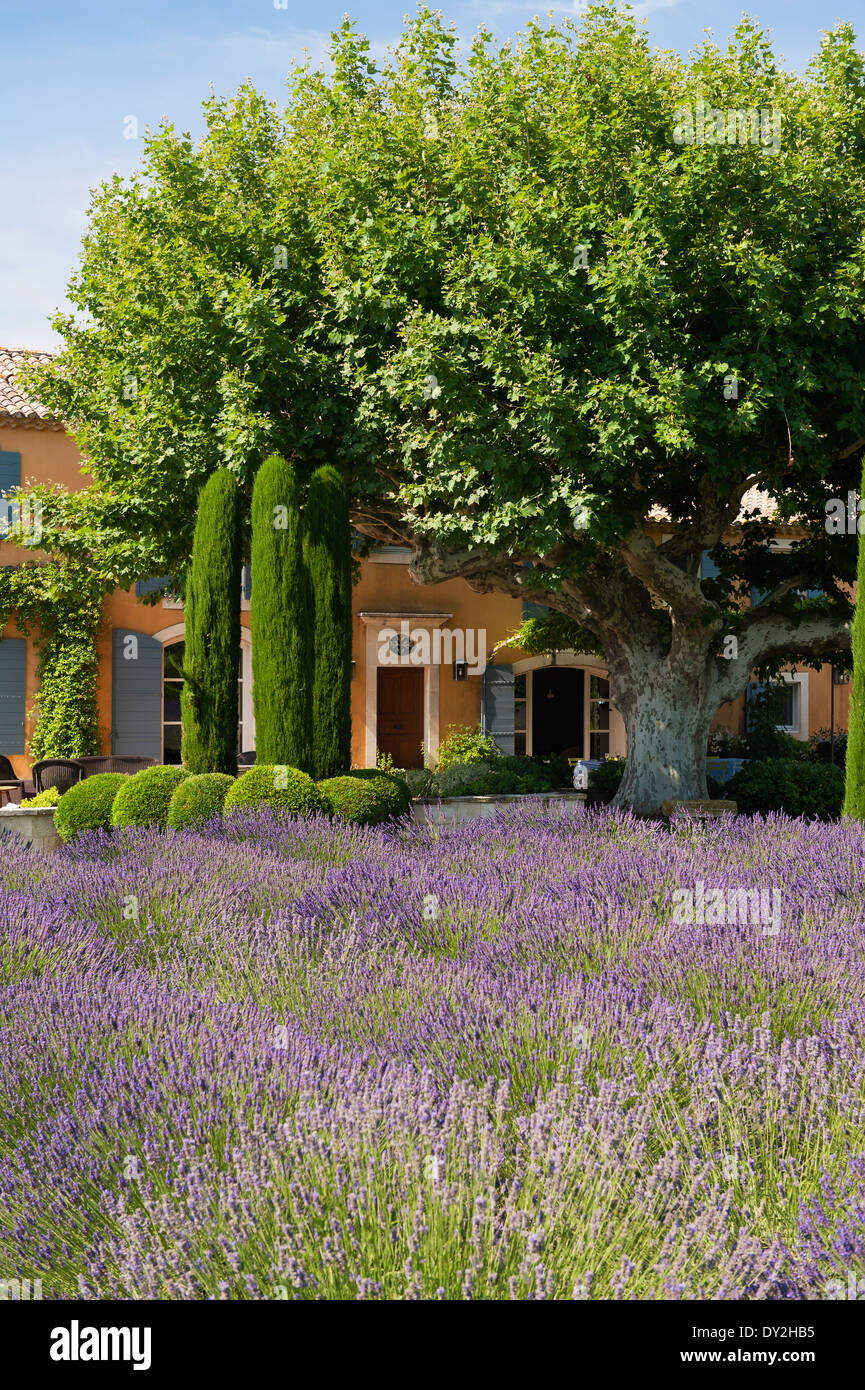 Exterior facade of a provencal farmhouse seen from garden of lavender, cypress trees and buxus Stock Photo