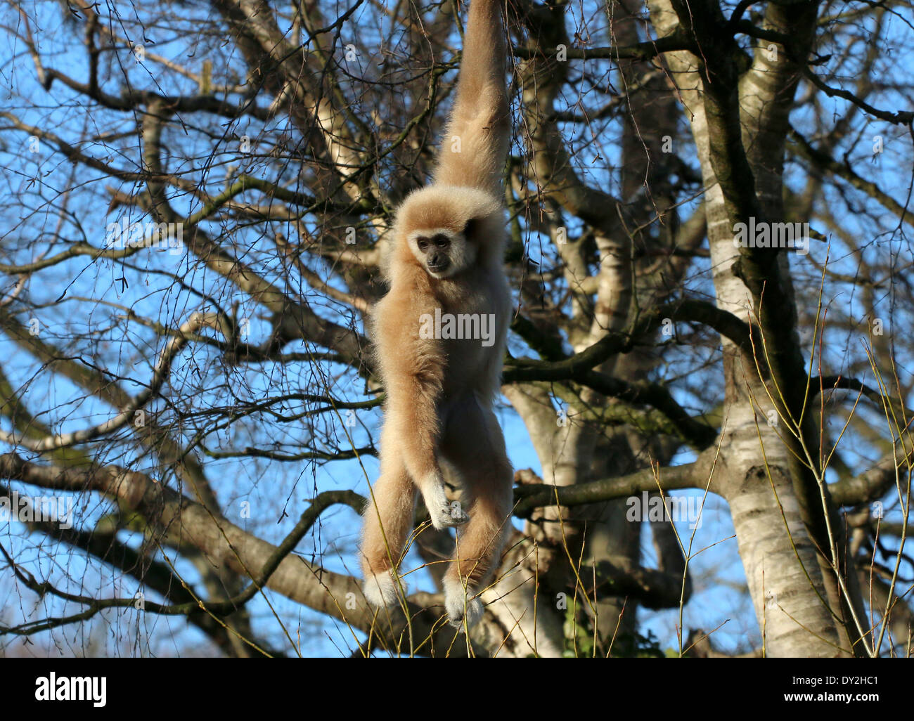 Mature Lar Gibbon or  White-Handed gibbon (Hylobates lar) in a tree, swinging from a branch Stock Photo