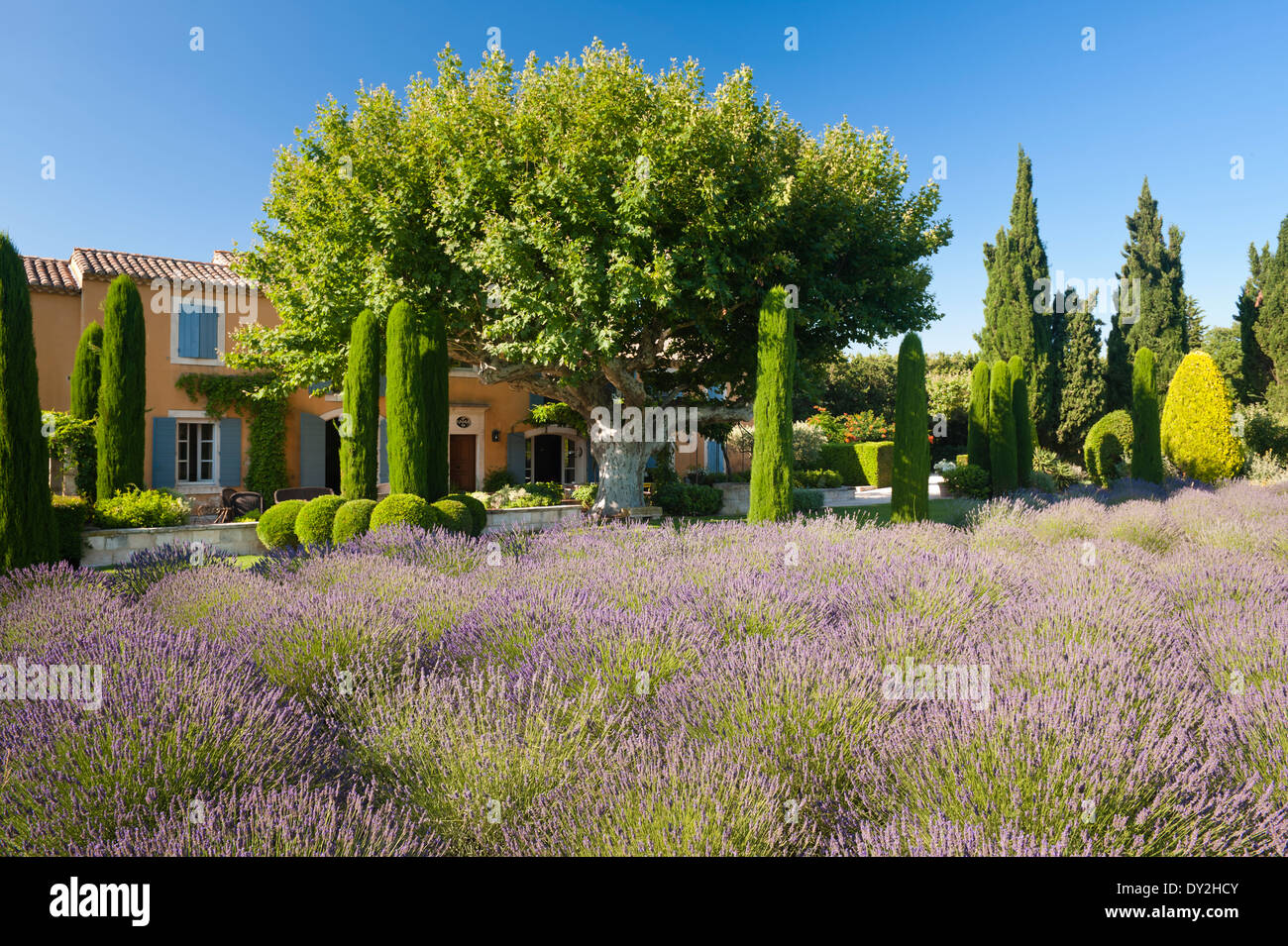 Exterior facade of a provencal farmhouse seen from garden of lavender, cypress trees and buxus Stock Photo