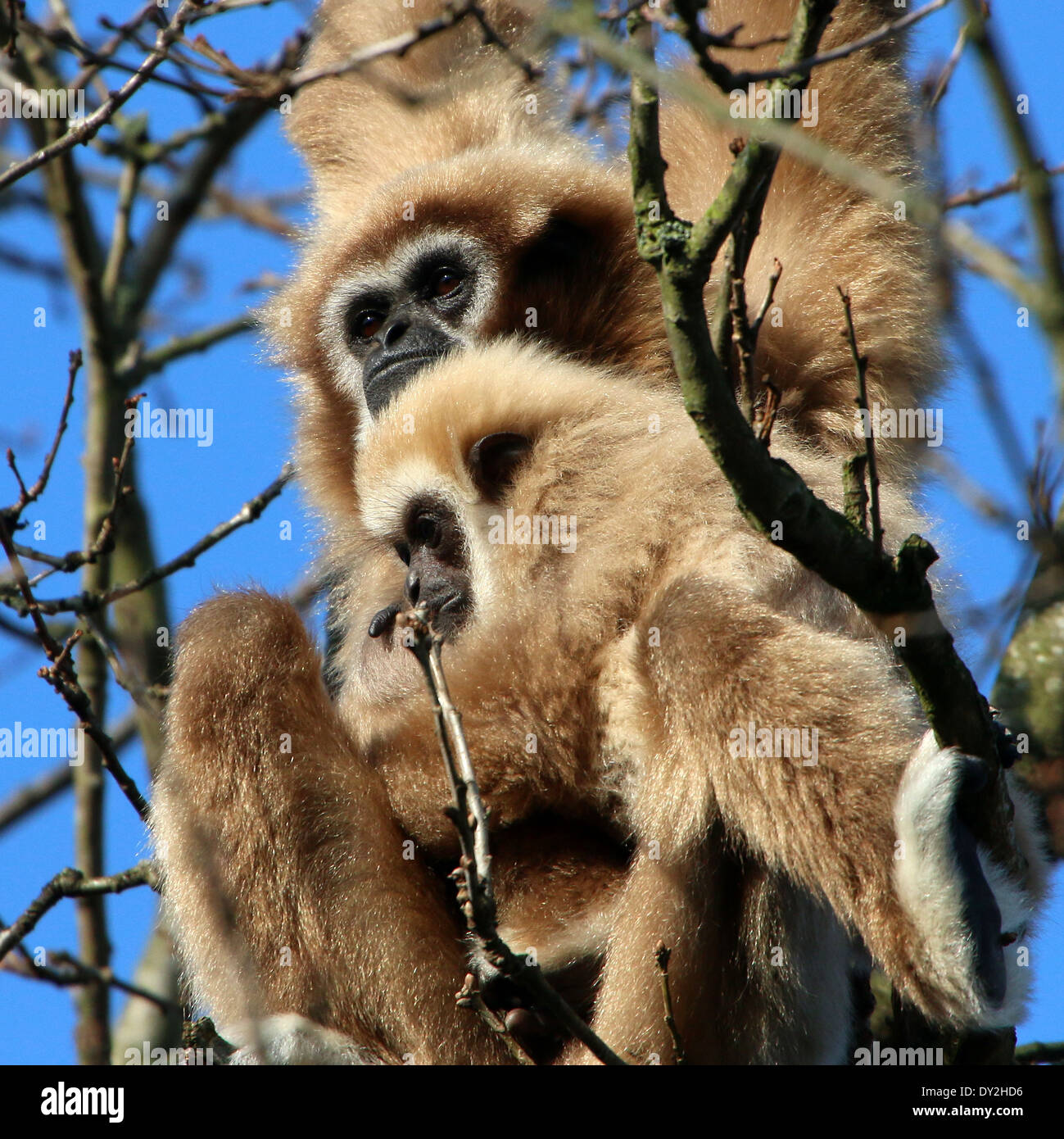 Lar Gibbon or  White-Handed gibbon (Hylobates lar) with youngster Stock Photo