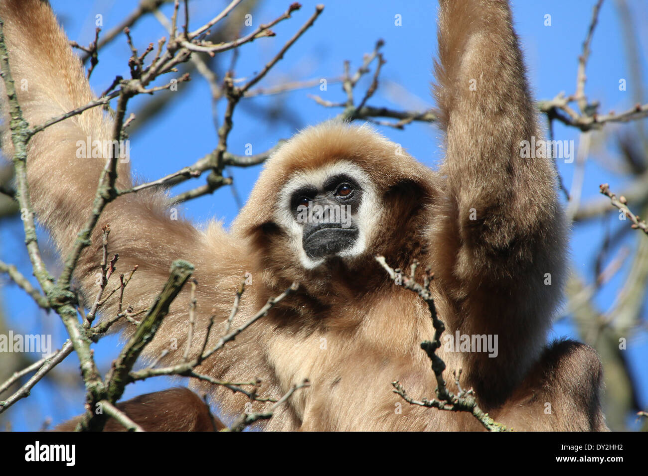 Lar Gibbon or  White-Handed gibbon (Hylobates lar) in a tree, close-up of the head Stock Photo