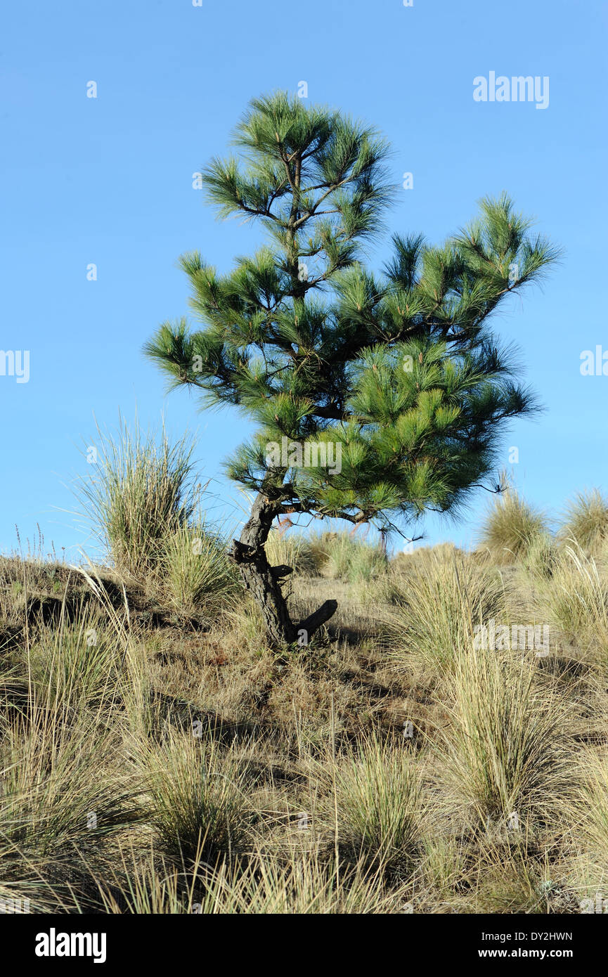 A lone pine tree grows in scrubby grassland in the western highlands of Guatemala. Stock Photo