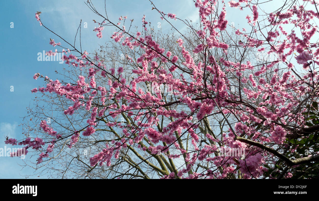 Pink cherry blossom in bloom in March 2014 Wapping London England UK