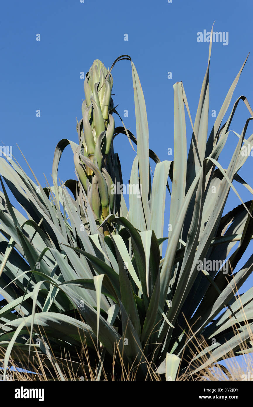 A Yucca plant (Yucca species) grows in scrubby grassland in the western highlands of Guatemala. Stock Photo