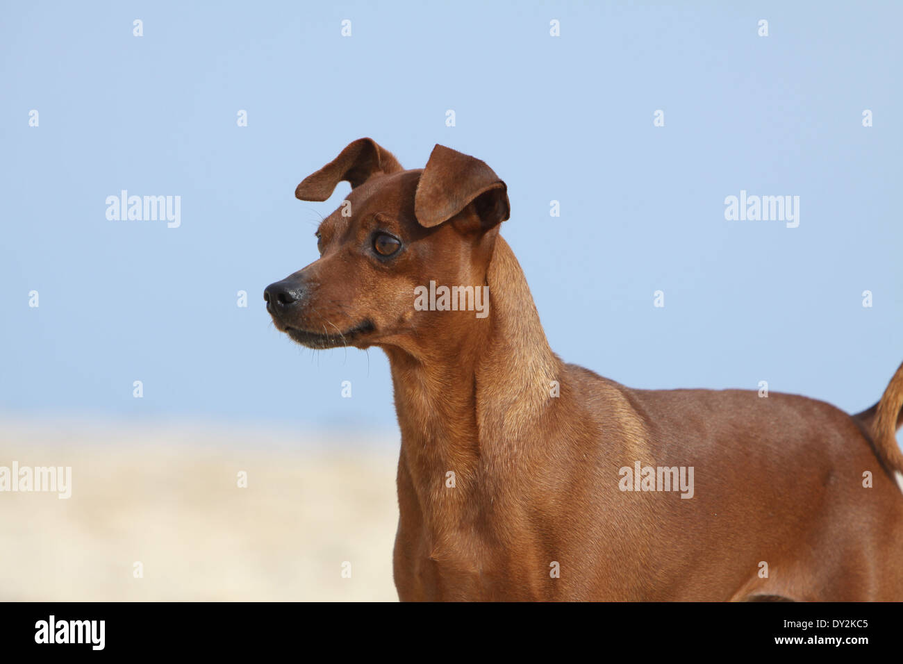 Dog Miniature Pinscher / adult portrait Stock Photo