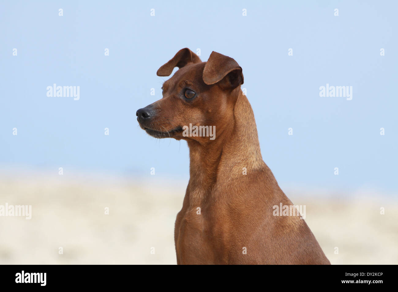 Dog Miniature Pinscher / adult portrait Stock Photo