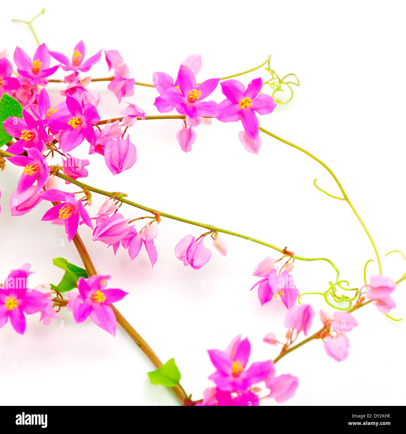 Colorful pink Coral Vine (Antigonon leptopus), isolated on a white background Stock Photo