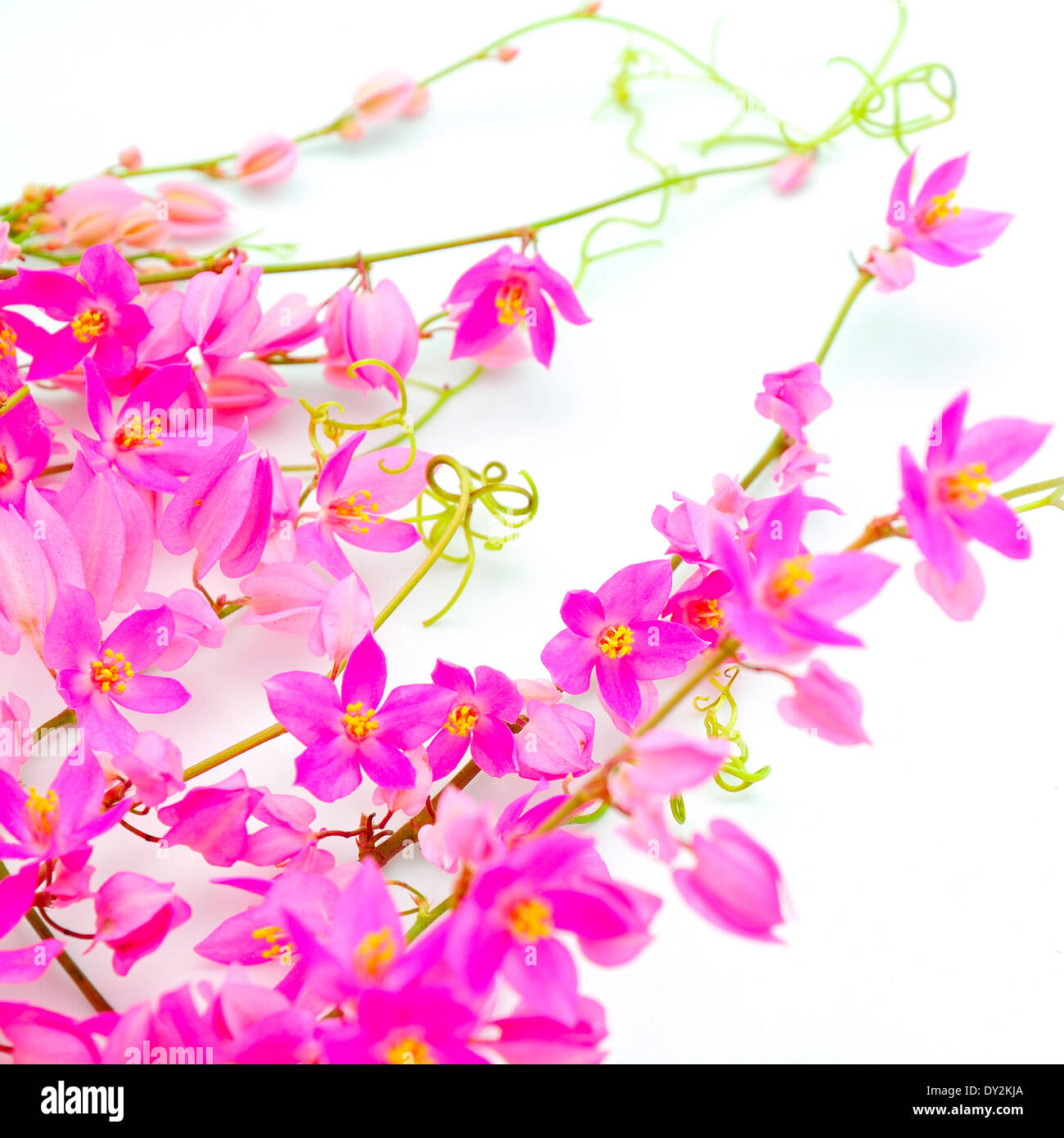 Antigonon leptopus or Pink Coral Vine, isolated on a white background Stock Photo