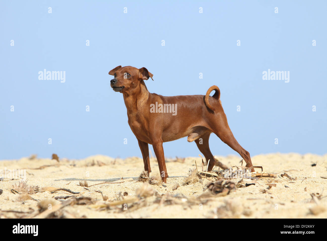 Dog Miniature Pinscher / adult standing on the beach Stock Photo