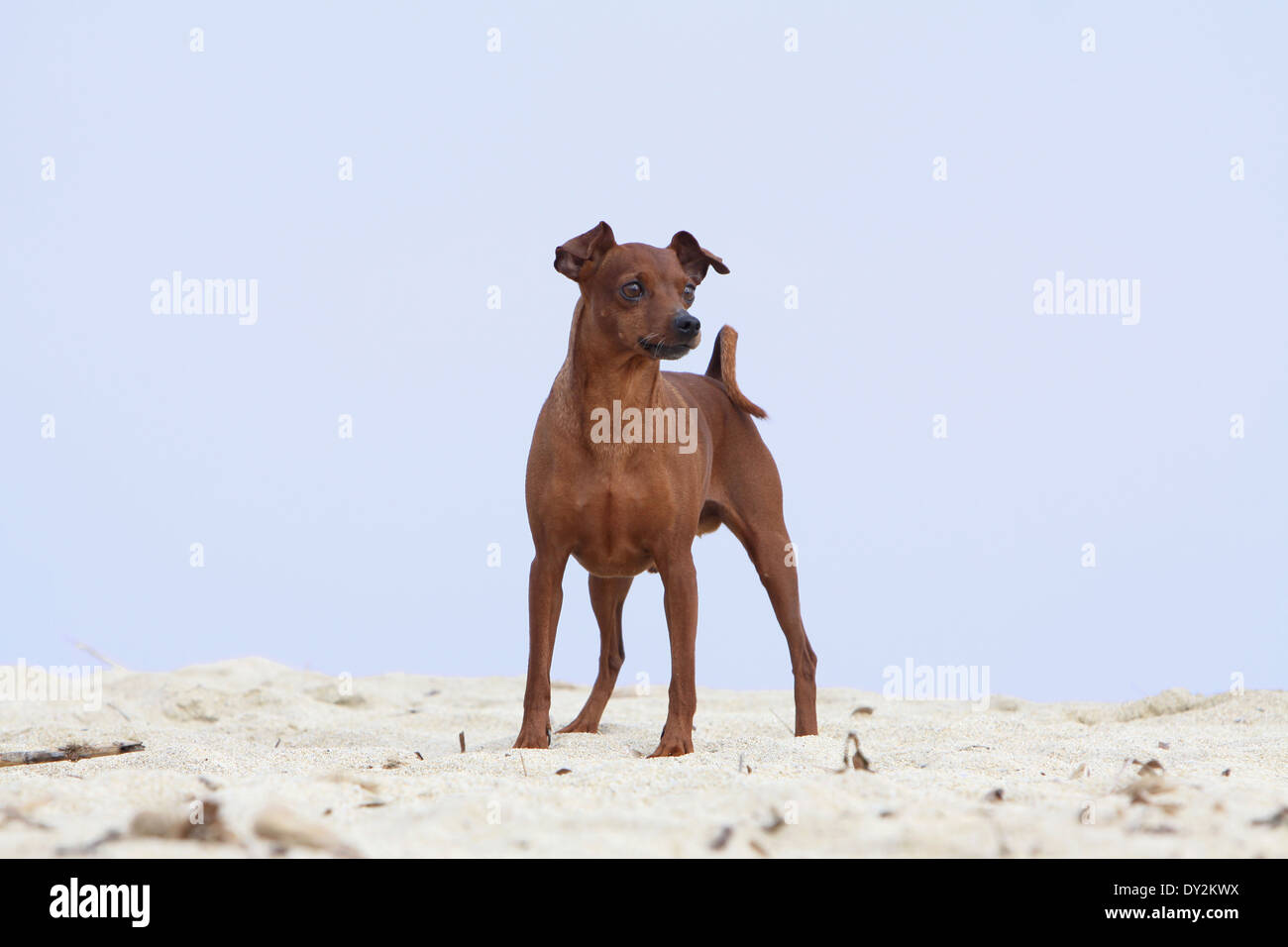Dog Miniature Pinscher / adult standing on the beach Stock Photo