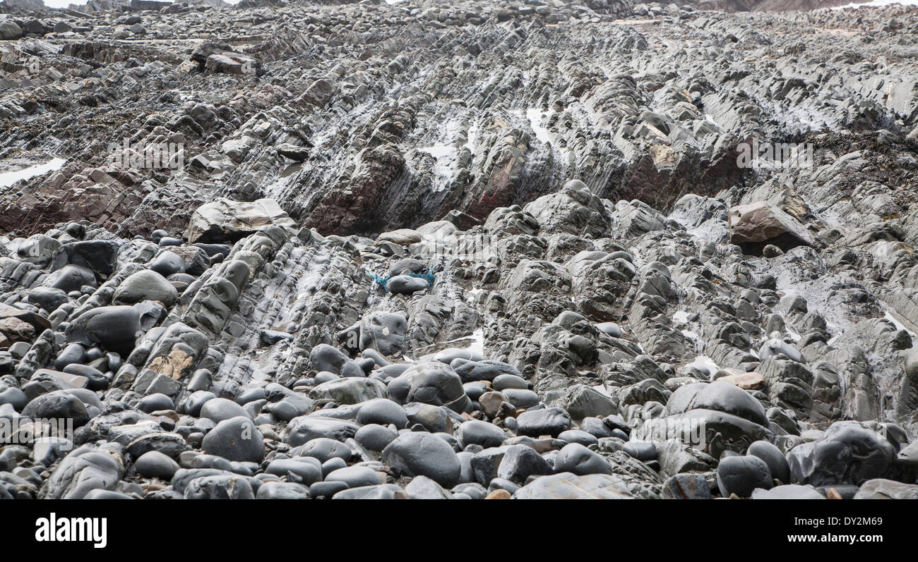 Rocky wave cut platform erosional landforms with ridges formed by eroded tilted strata at Hartland Quay, north Devon, England Stock Photo