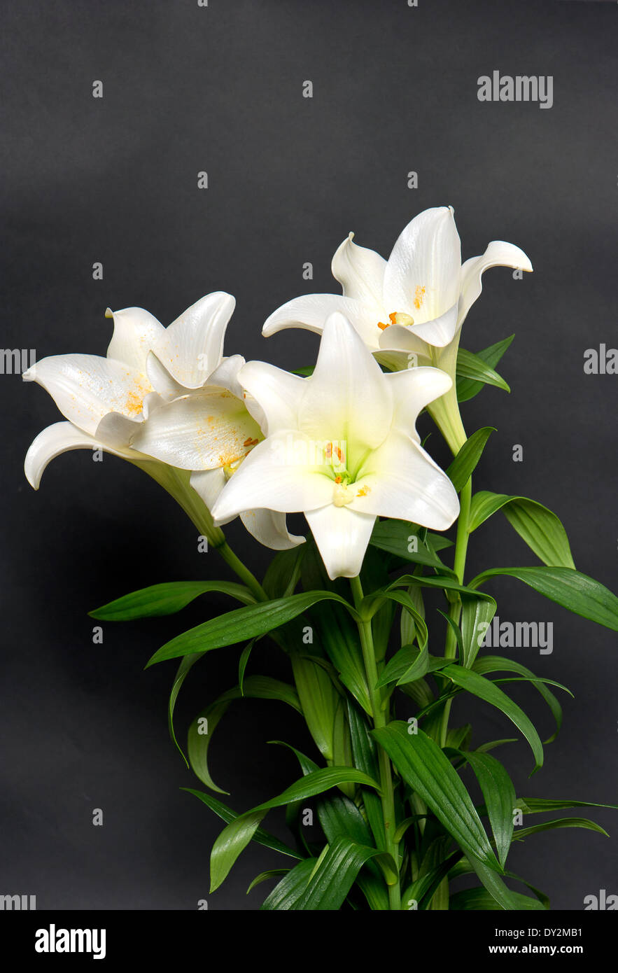 white lily flowers bouquet on black background Stock Photo - Alamy