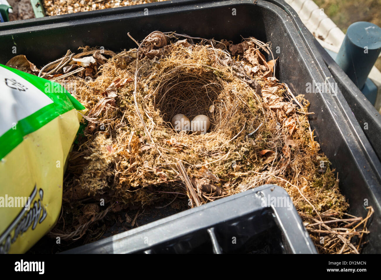 British Robin's nest with two abandoned eggs built in greenhouse seed tray. Stock Photo