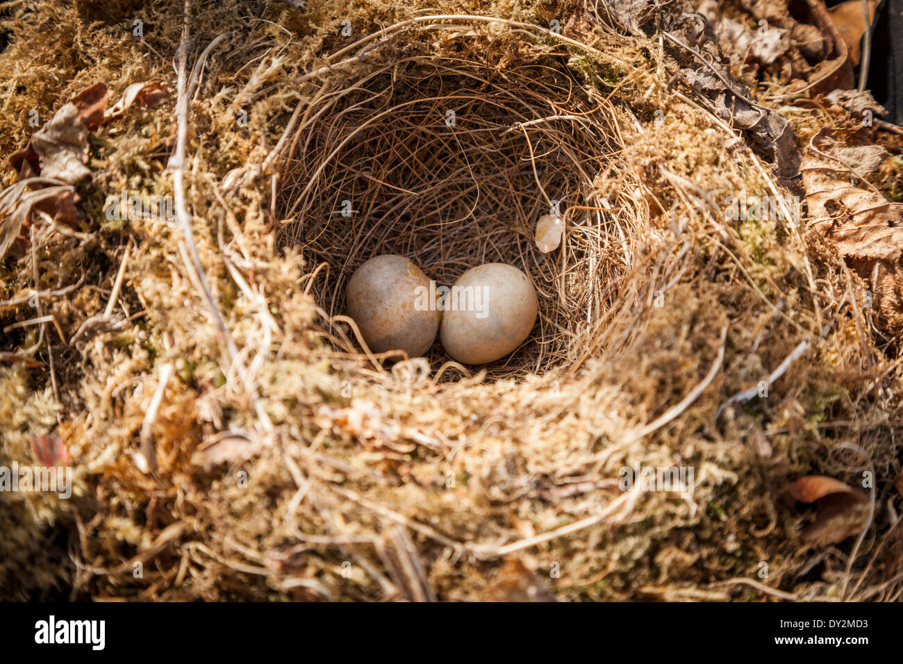 Two British Robin's eggs in abandoned nest. Stock Photo