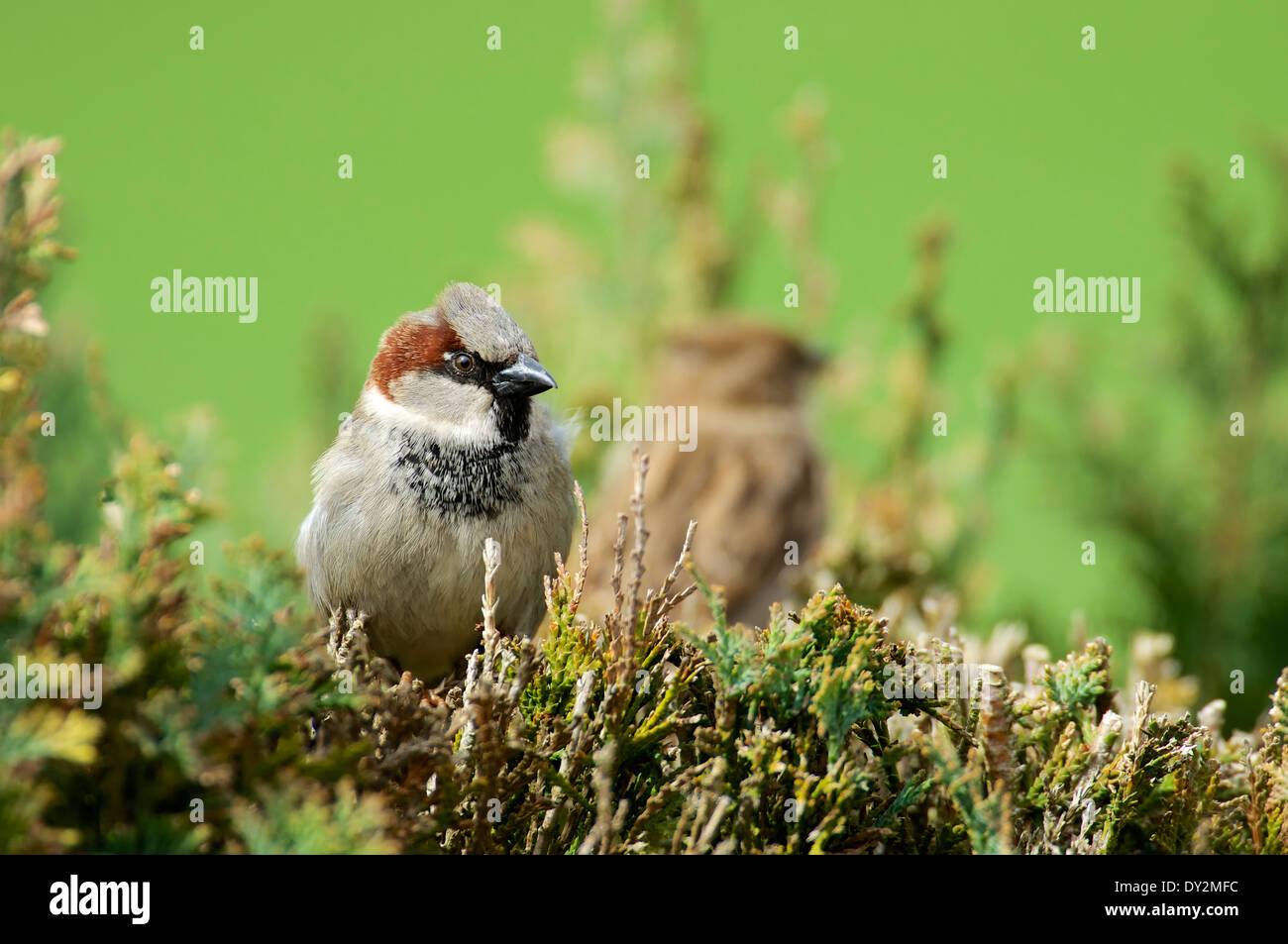 Haussperling in einer Hecke.  House Sparrow in a hedge. Stock Photo