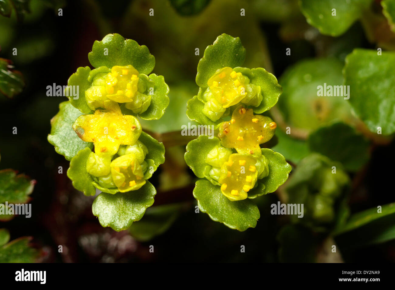 Opposite-leaved Golden-Saxifrage Stock Photo