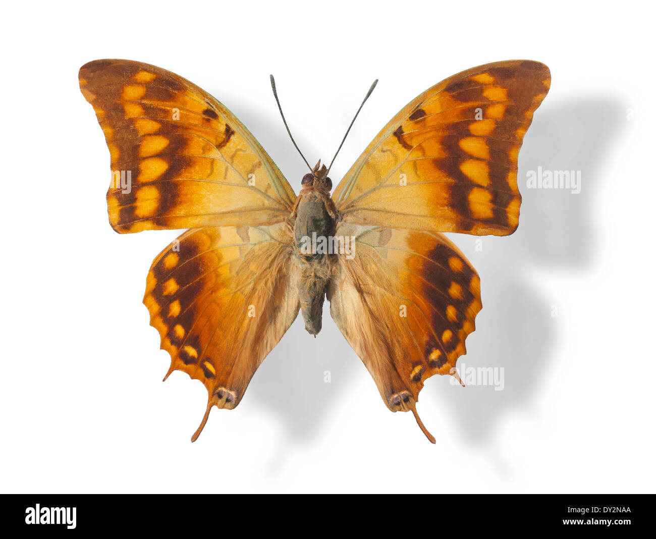 Butterfly isolated on white Stock Photo - Alamy
