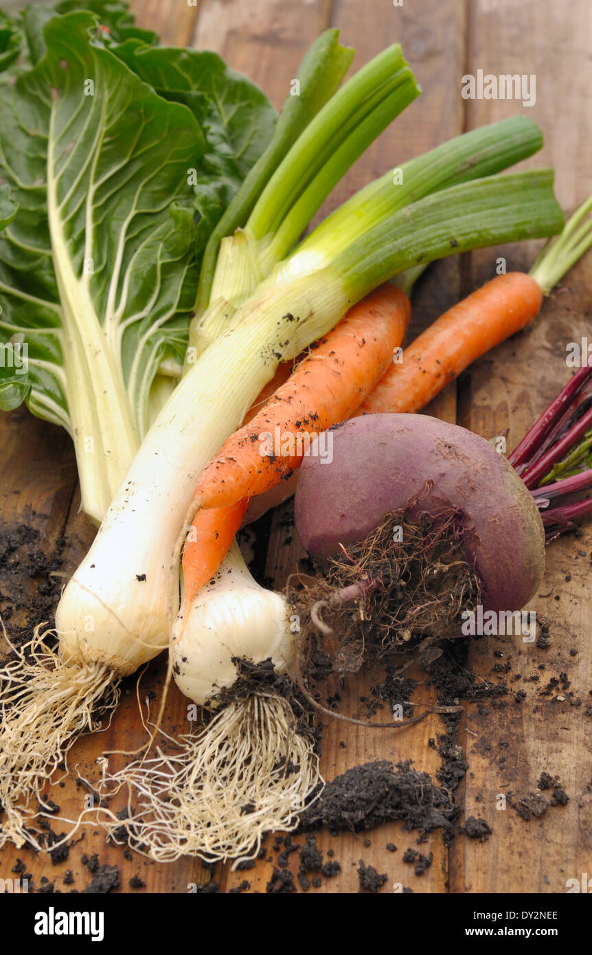Freshly harvested vegetables from the garden and placed on a plank Stock Photo