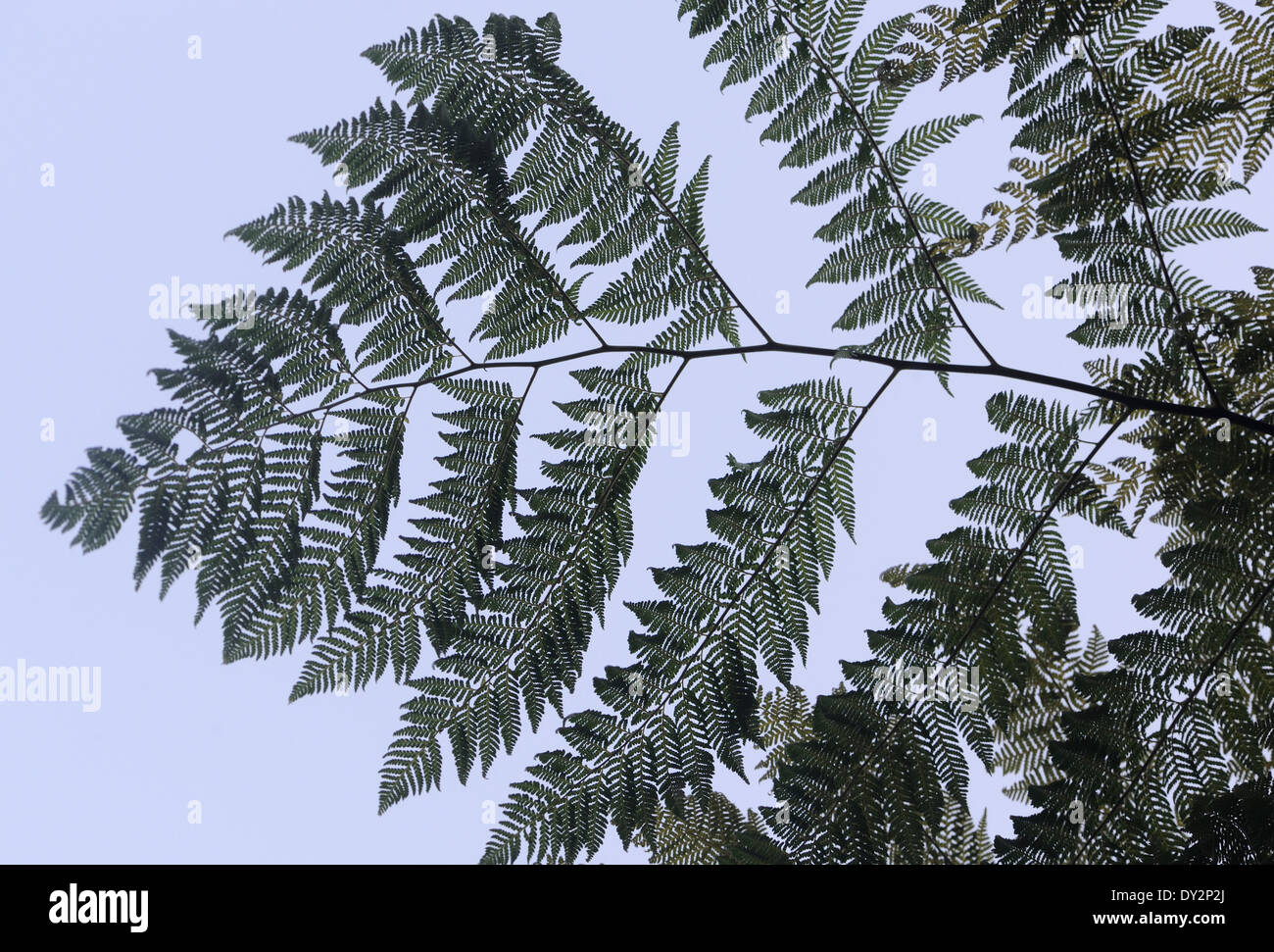 Fern fronds. Ferns flourish in the mild damp cloud forest on the slopes of Volcan Zunil. Stock Photo