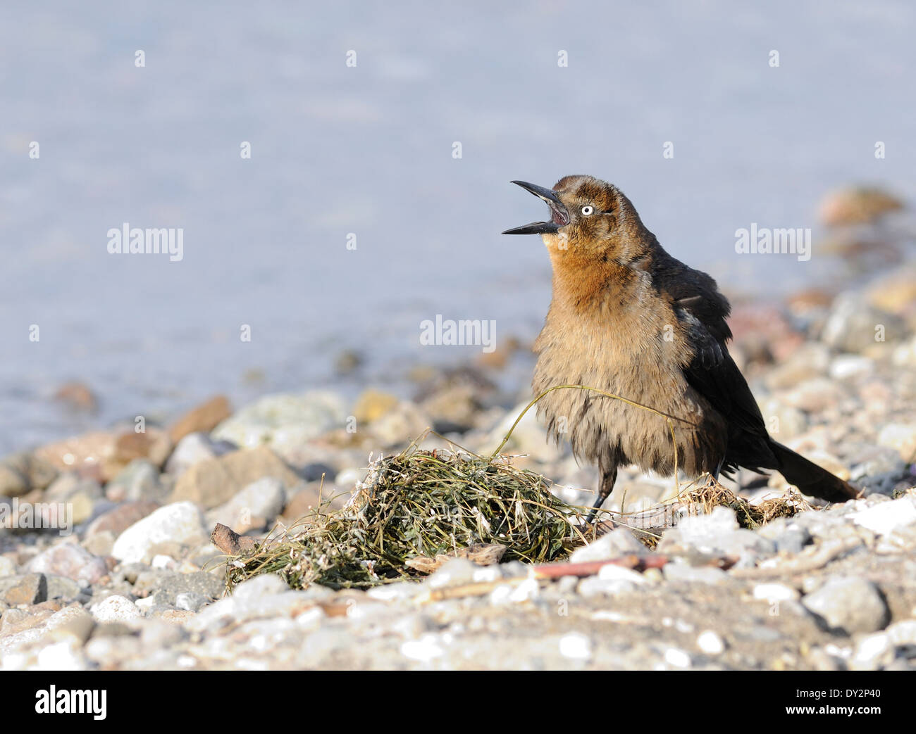 A female great-tailed grackle (Quiscalus mexicanus) scavenges on the shore of  Lake Atitlan. Panajachel, Republic of Guatemala. Stock Photo