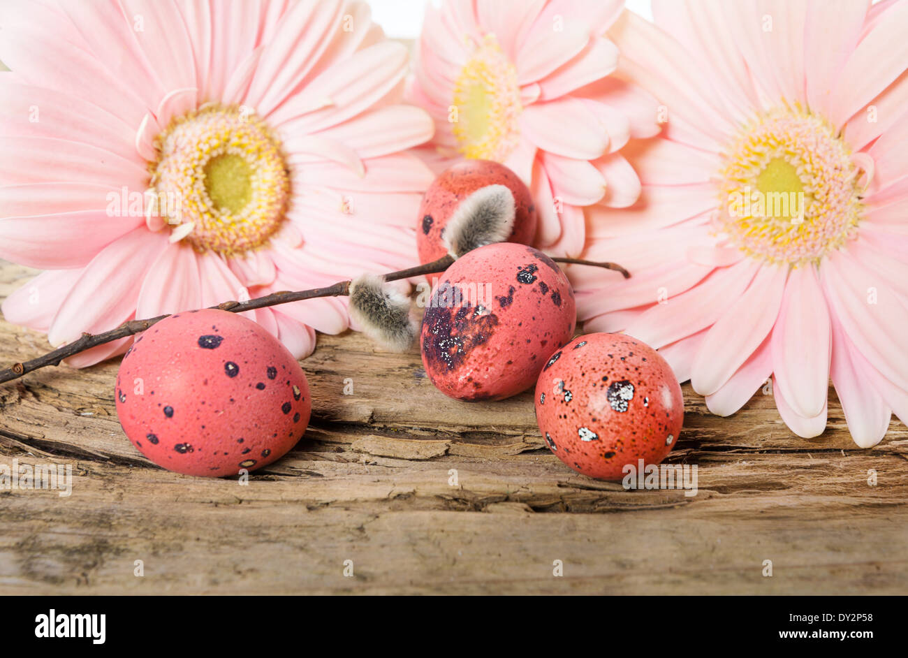 Easter eggs in the nest with gerbera daisy flowers Stock Photo