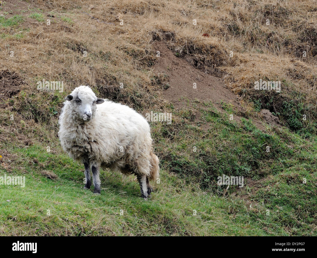 A sheep on a hillside above Santa Clara la Laguna. Stock Photo