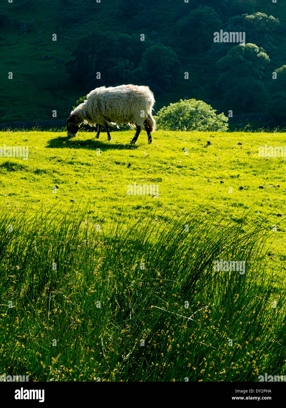 Sheep grazing on grass in summer on a hill farm in the Lake District National Park in Cumbria  England UK Stock Photo