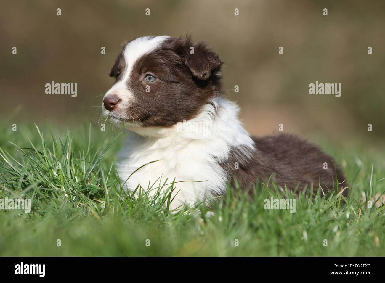 Chocolate border collie pup hi-res stock photography and images - Alamy