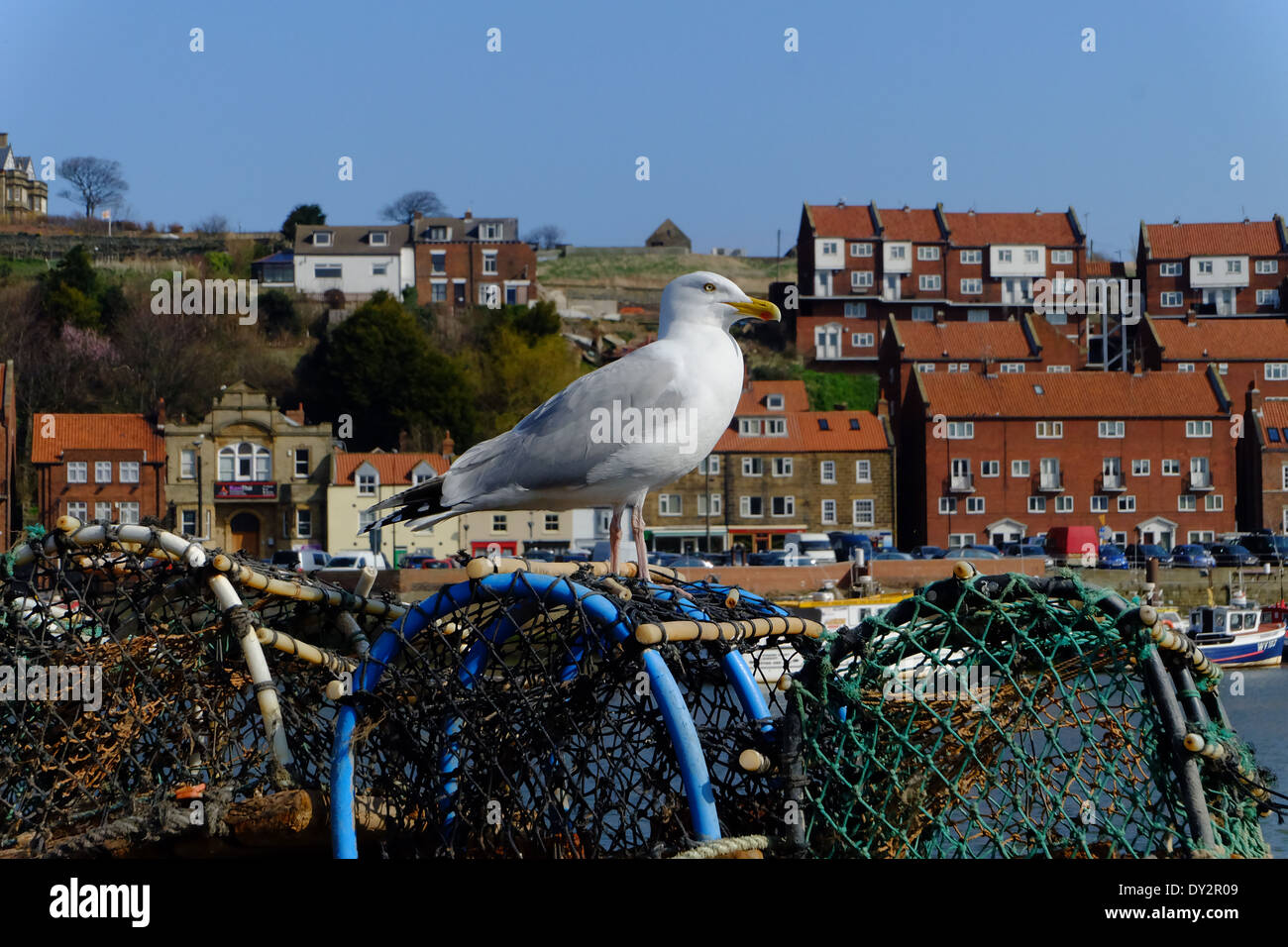 Seagull on top of crab pot, at Whitby Harbour. Stock Photo