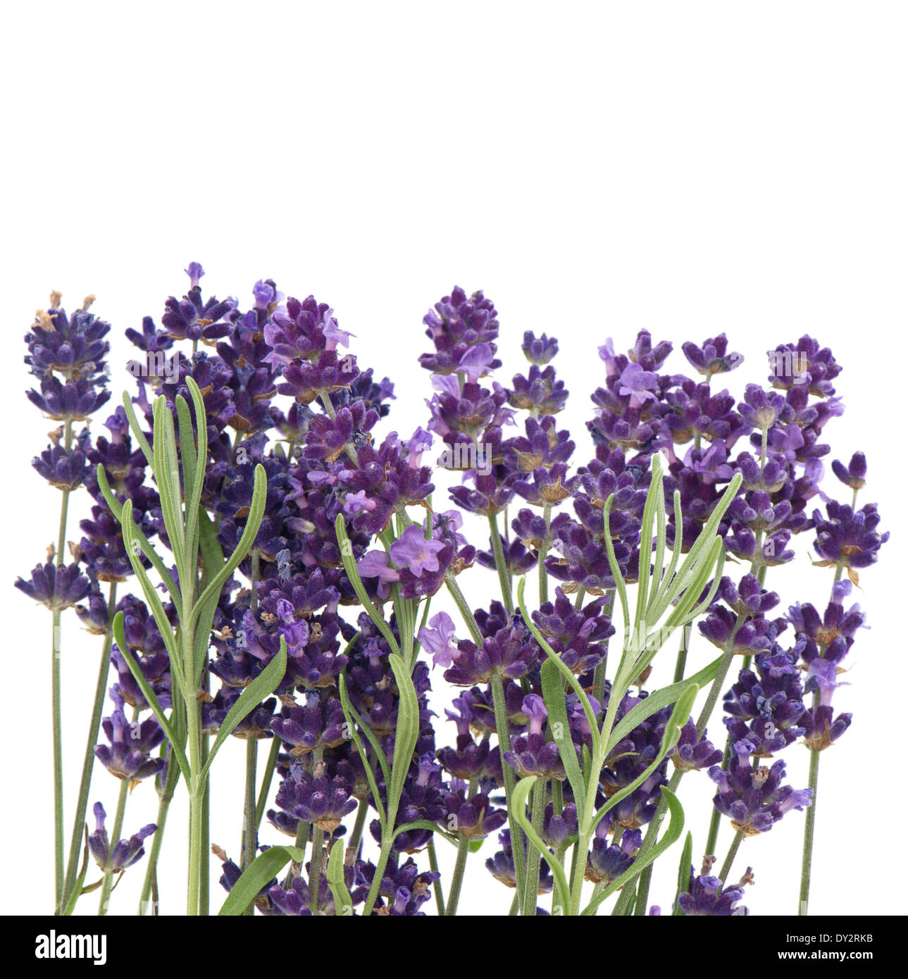 fresh lavender flowers and leaves isolated on white background Stock